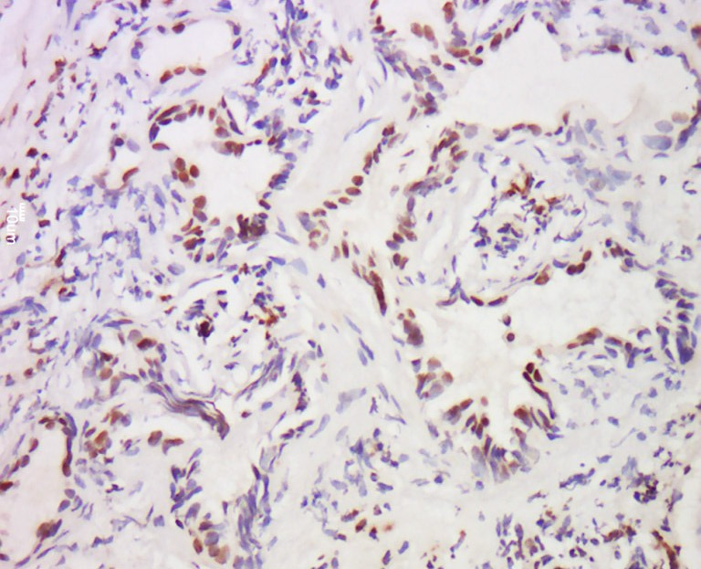 Anti-MST1 Polyclonal Antibody
