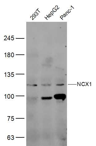 Anti-NCX1 Polyclonal Antibody