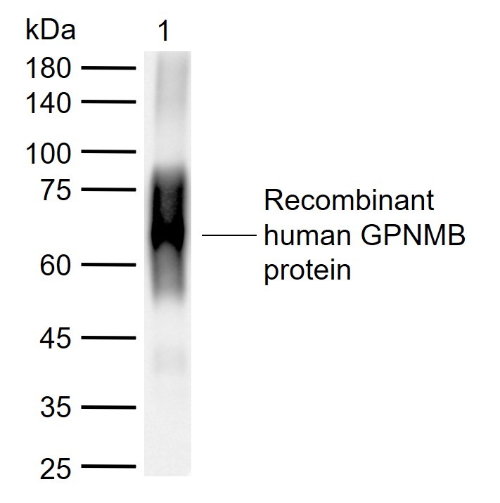 Anti-Osteoactivin/GPNMB Polyclonal Antibody