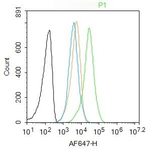 Anti-Osteopontin Polyclonal Antibody 2