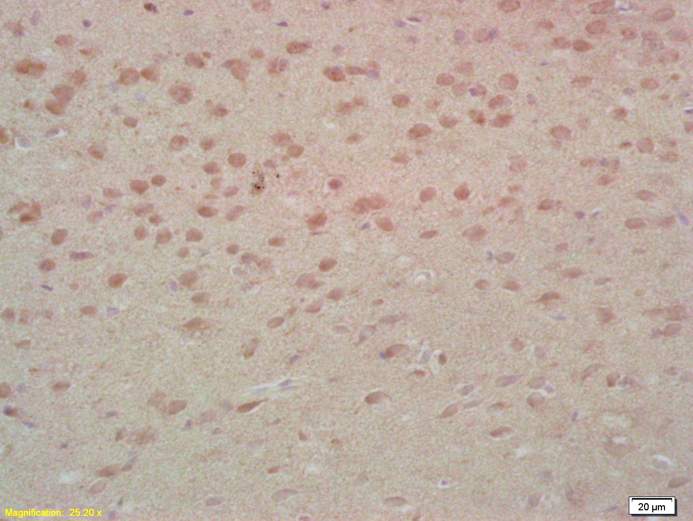 Anti-MST1 Polyclonal Antibody