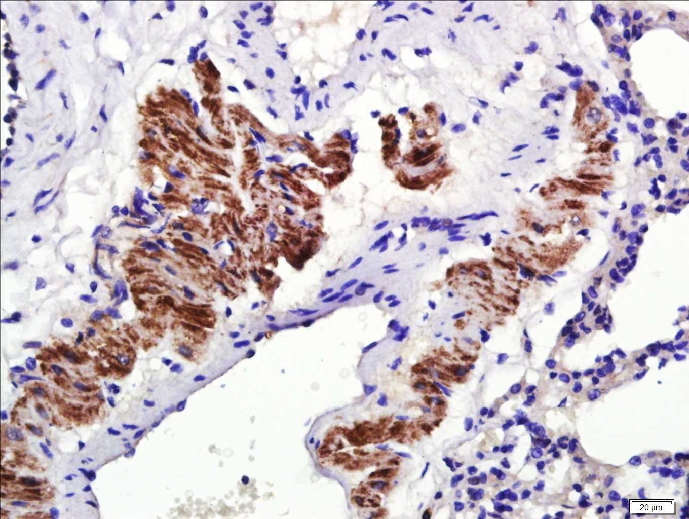 Anti-Osteopontin Polyclonal Antibody