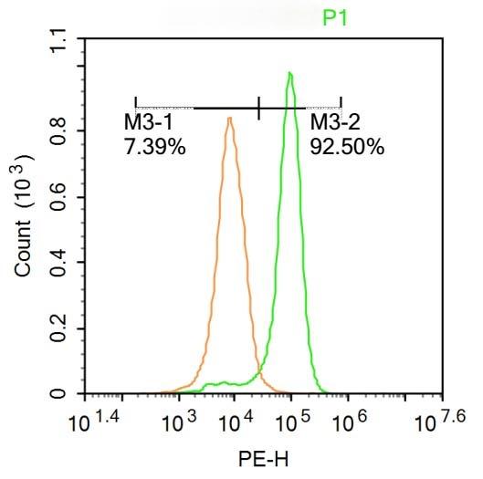 Anti-NCX1 Polyclonal Antibody