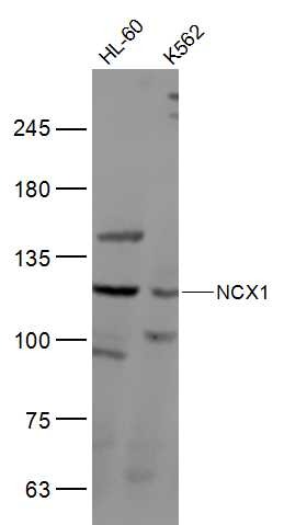 Anti-NCX1 Polyclonal Antibody