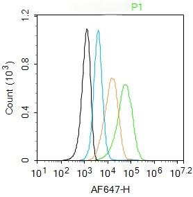 Anti-NCX1 Polyclonal Antibody