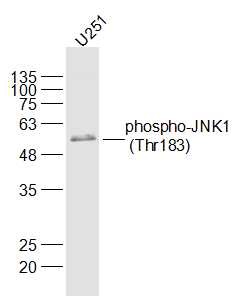 Anti-Phospho-JNK1 (Thr183) Polyclonal Antibody