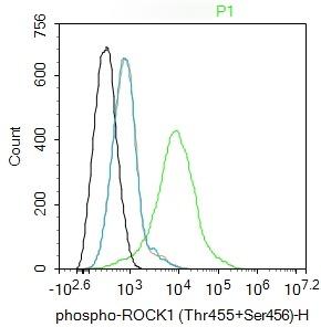 Anti-Phospho-ROCK1 (Thr455, Ser456) Polyclonal Antibody