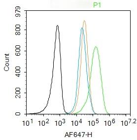 Anti-Phospho-JNK1/2/3 (Thr 183, Tyr185) Polyclonal Antibody