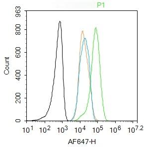 Anti-Phospho-JAK2 (Tyr221) Polyclonal Antibody