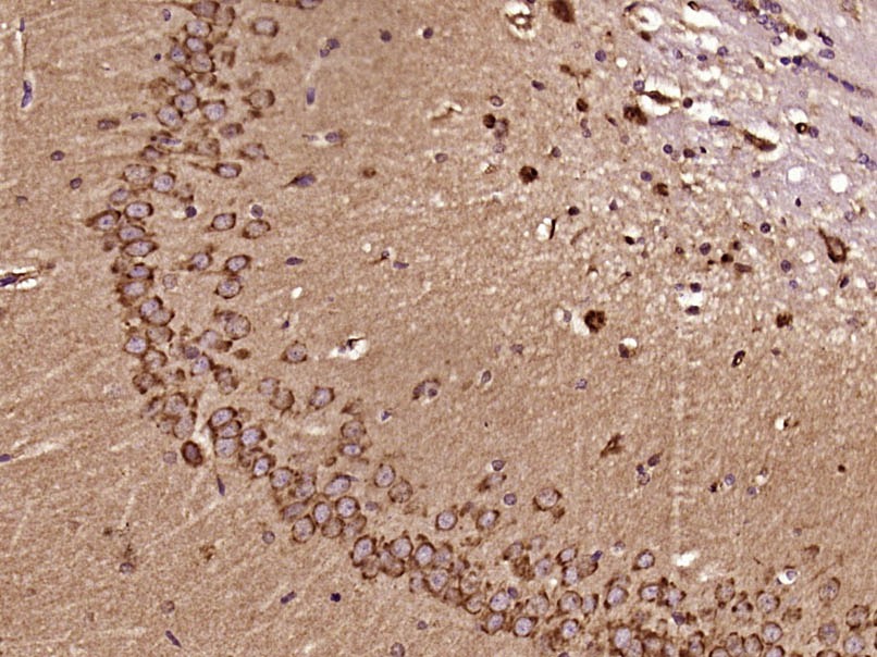 Anti-Phospho-RhoA (Ser188) Polyclonal Antibody