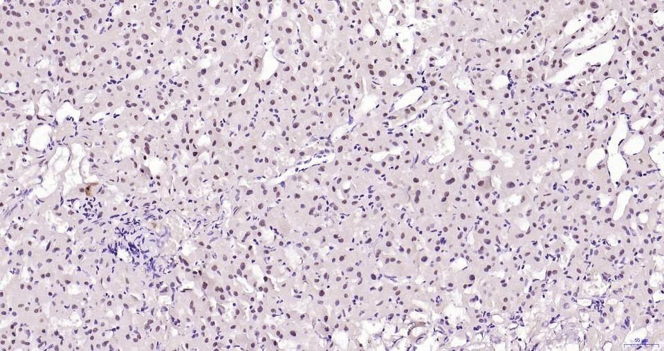 Anti-Phospho-JNK1/2/3 (Thr 183, 183, 221) Antibody (2H865)