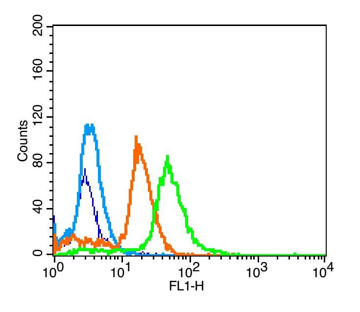 Anti-Phospho-Smad2/3 (Thr8) Polyclonal Antibody