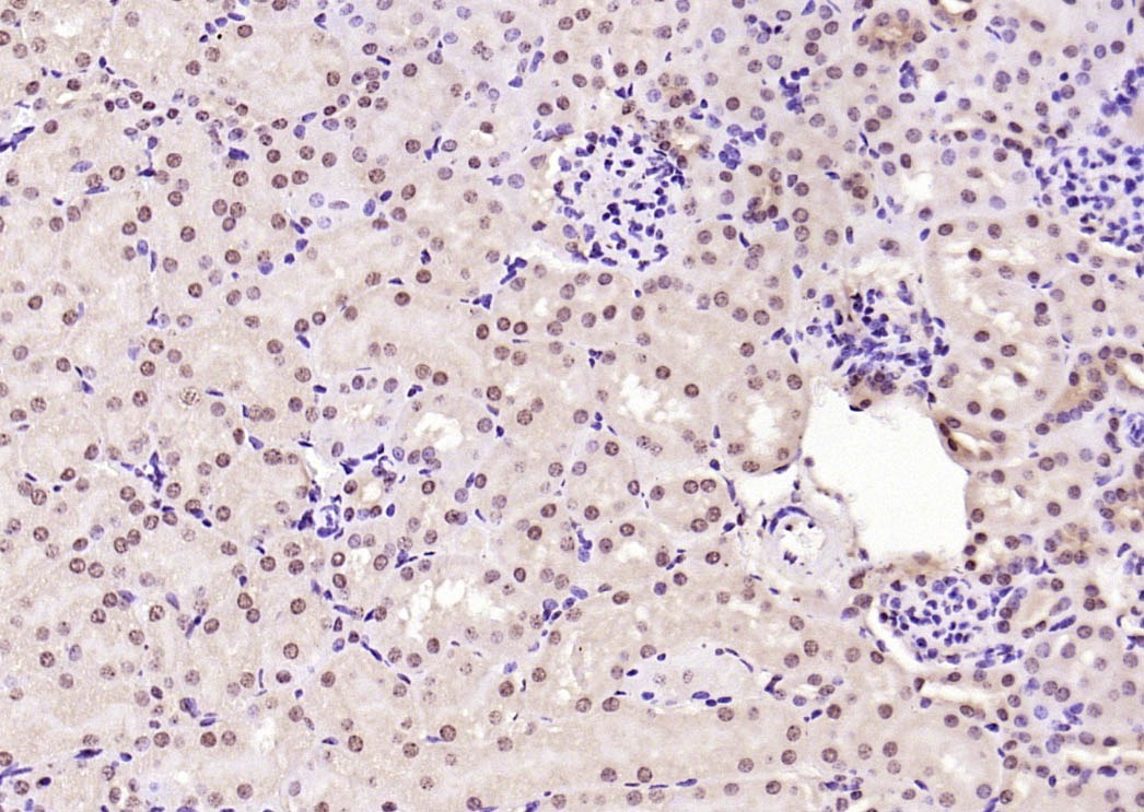 Anti-Phospho-Smad3 (Ser204) Polyclonal Antibody