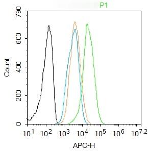 Anti-Phospho-Smad2/3 (Thr8) Polyclonal Antibody
