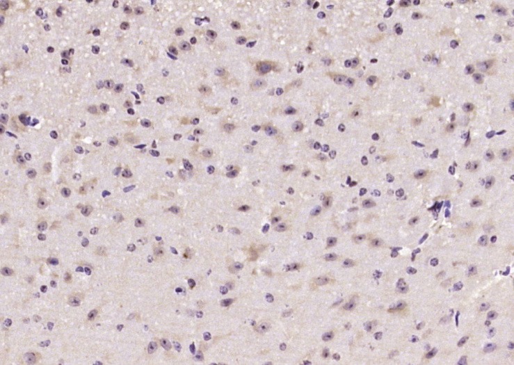 Anti-Phospho-mTOR (Ser2481) Polyclonal Antibody