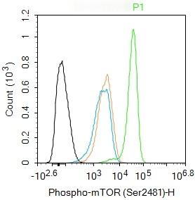 Anti-Phospho-mTOR (Ser2481) Polyclonal Antibody