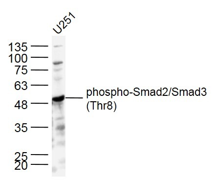 Anti-Phospho-Smad2/3 (Thr8) Polyclonal Antibody