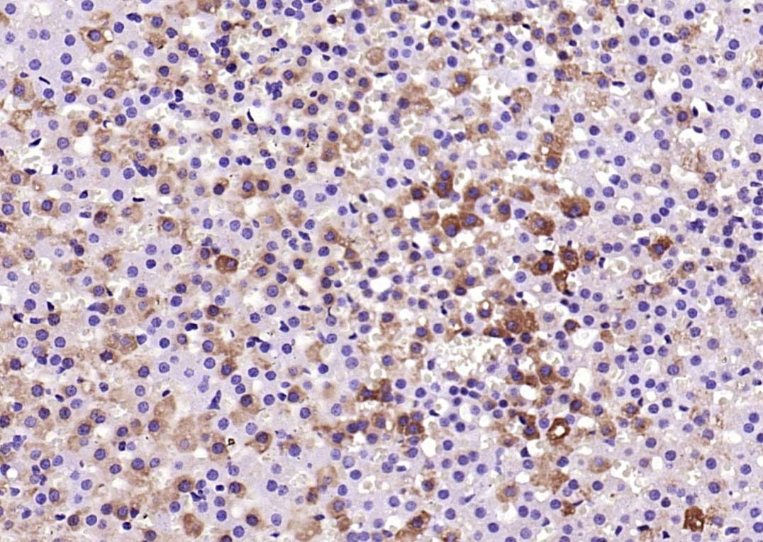 Anti-Phospho-SIRT1 (Ser47) Polyclonal Antibody