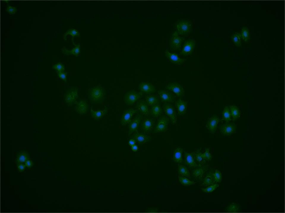 Anti-Phospho-MST1 (Thr183) Polyclonal Antibody