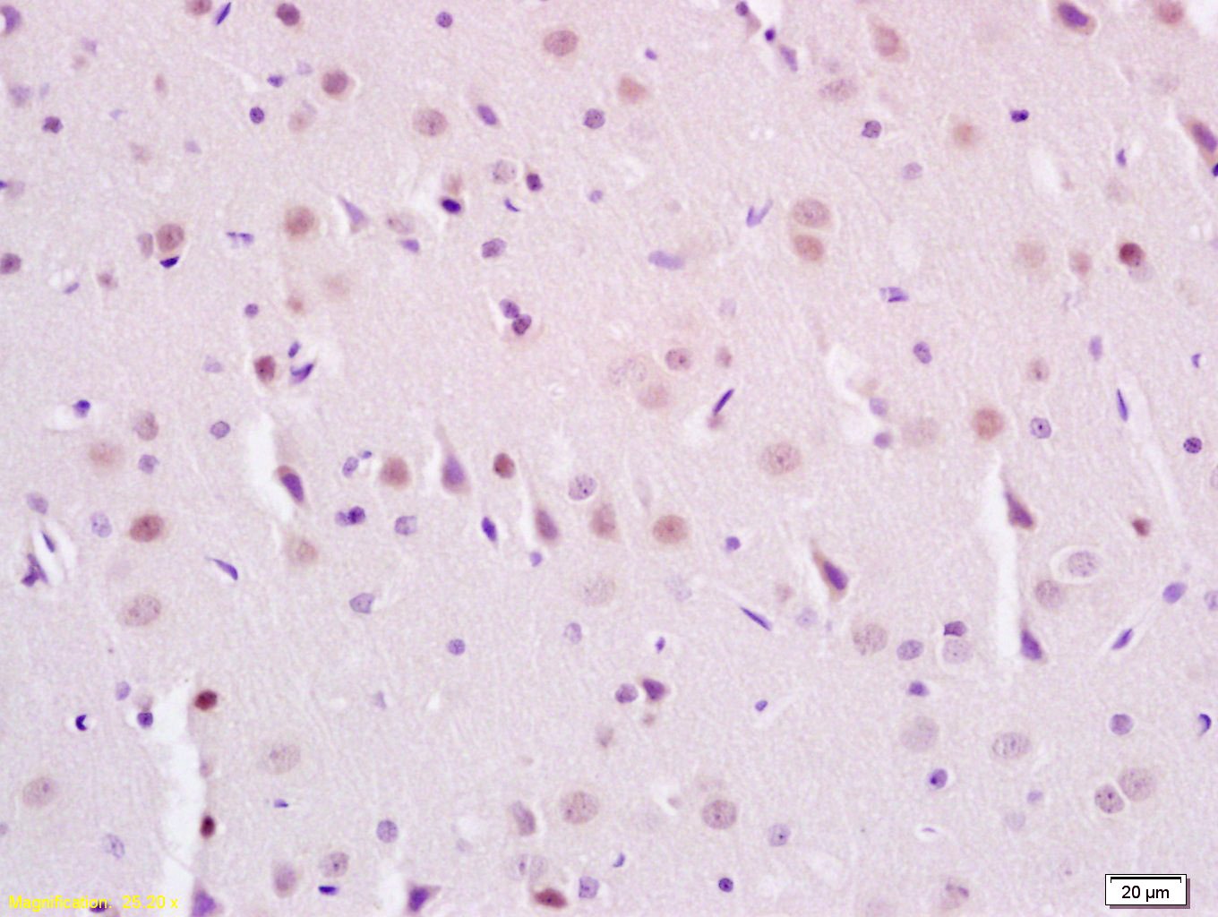 Anti-Phospho-SIRT1 (Ser47) Polyclonal Antibody