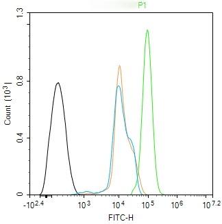 Anti-Phospho-MST1 (Thr183) Polyclonal Antibody