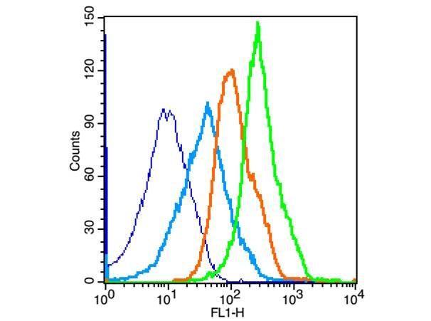 Anti-Phospho-mTOR (Ser2481) Polyclonal Antibody