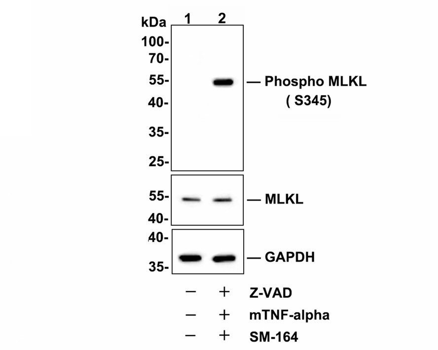 Anti-Phospho-MLKL (Ser345) Antibody (2S387)