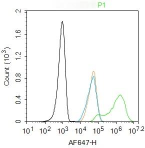Anti-Phospho-Smad3 (Ser423, Ser425) Polyclonal Antibody