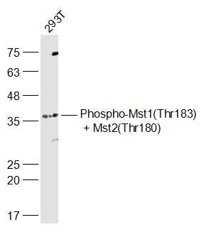 Anti-Phospho-MST1 /2 (Thr183, 180) Polyclonal Antibody