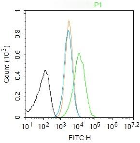 Anti-Phospho-SIRT1 (Ser47) Polyclonal Antibody