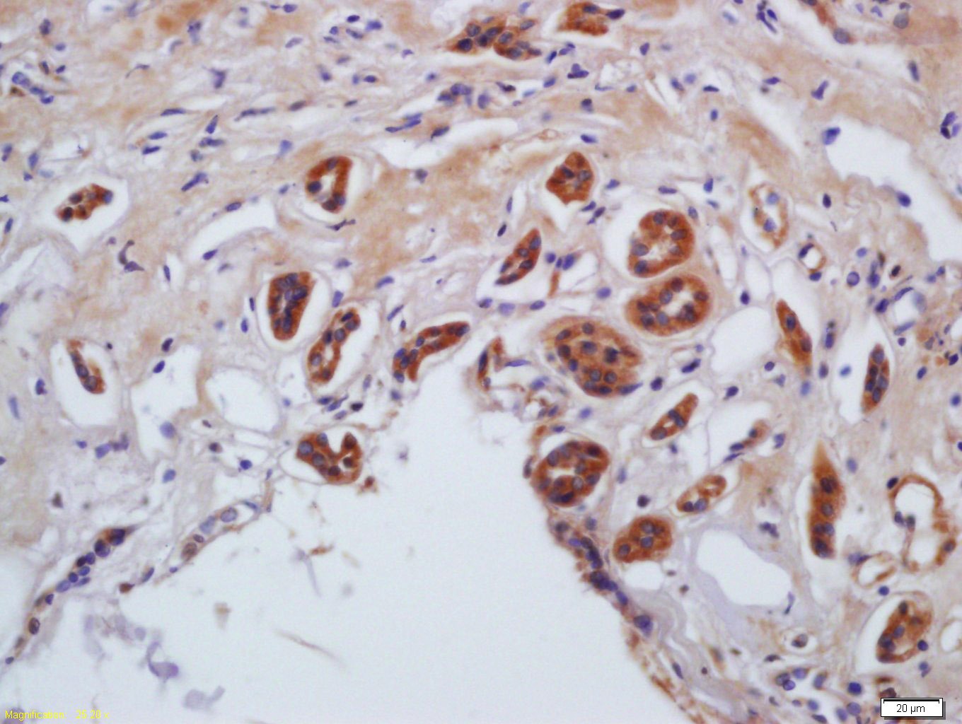 Anti-Phospho-MYL9 (Ser20) Polyclonal Antibody