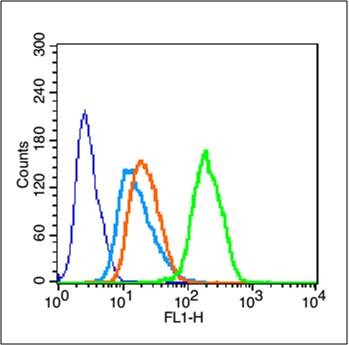 Anti-Phospho-mTOR (Ser2448) Polyclonal Antibody