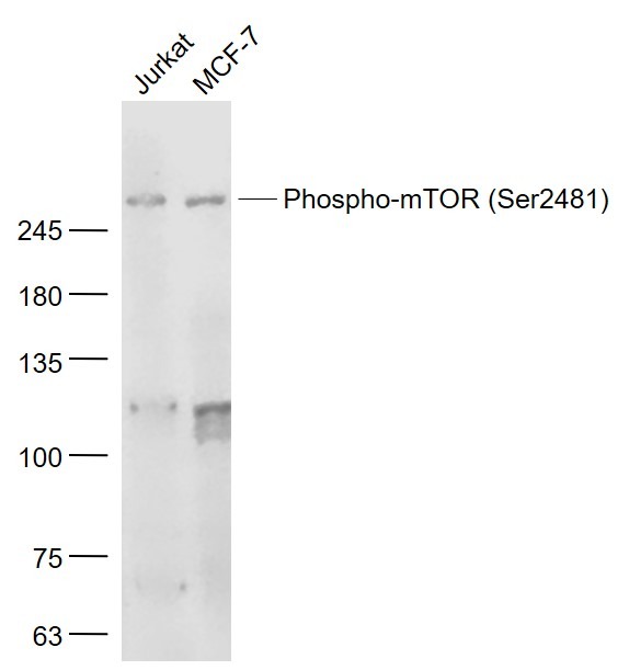 Anti-Phospho-mTOR (Ser2481) Polyclonal Antibody
