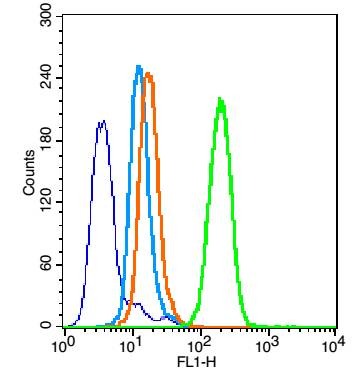 Anti-Phospho-NF-kB p65 (Ser281) Polyclonal Antibody