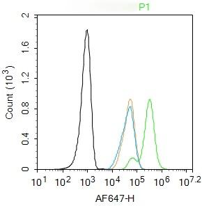Anti-Phospho-Smad3 (Thr179) Polyclonal Antibody