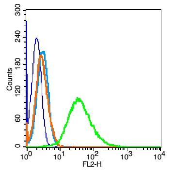 Anti-Phospho-NF-kB p65 (Ser276) Polyclonal Antibody