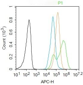 Anti-Phospho-NF-kB p65 (Ser281) Polyclonal Antibody