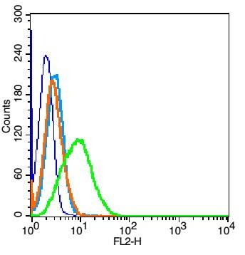 Anti-Phospho-NF-kB p65 (Ser281) Polyclonal Antibody