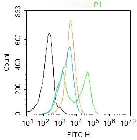 Anti-Phospho-NF-kB p65 (Ser468) Polyclonal Antibody