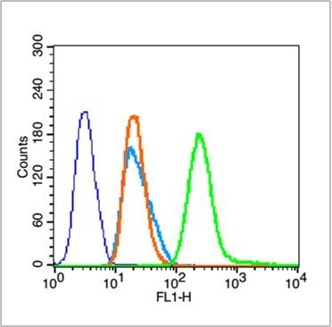 Anti-Phospho-NF-kB p65 (Ser468) Polyclonal Antibody