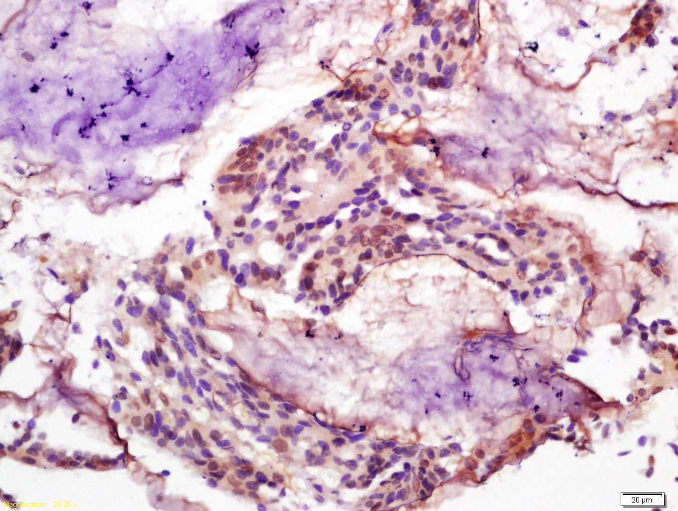 Anti-Phospho-Smad3 (Ser425) Polyclonal Antibody