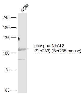 Anti-Phospho-NFAT2 (Ser233) Polyclonal Antibody