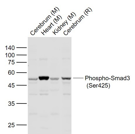 Anti-Phospho-Smad3 (Ser425) Polyclonal Antibody