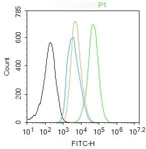 Anti-Phospho-NF-kB p65 (Ser276) Polyclonal Antibody