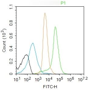 Anti-Phospho-NF-kB p65 (Ser281) Polyclonal Antibody