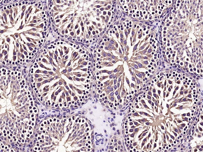 Anti-mTOR Polyclonal Antibody