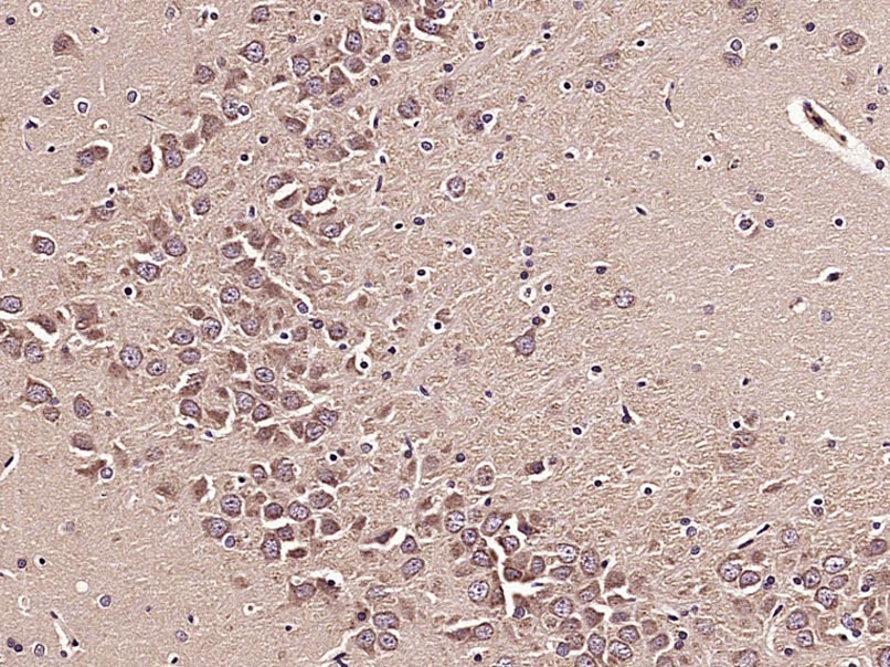 Anti-mTOR Polyclonal Antibody