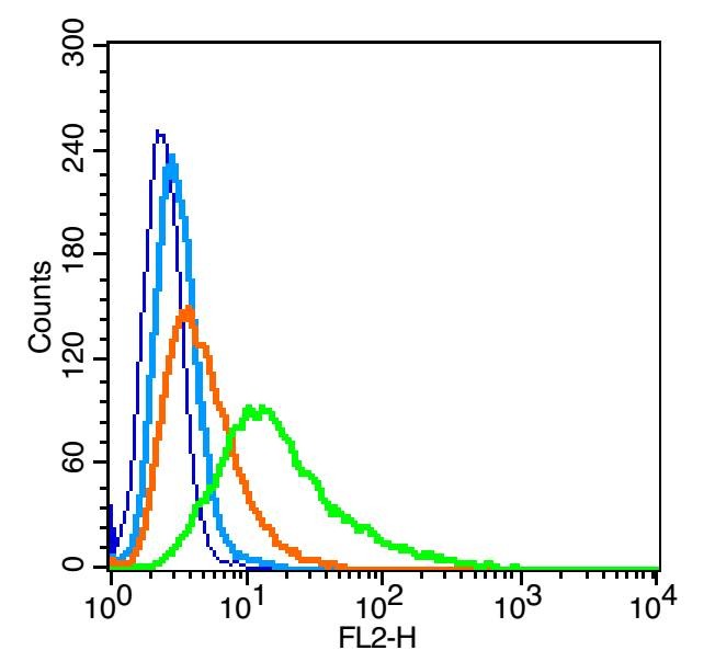 Anti-Nephrin Polyclonal Antibody