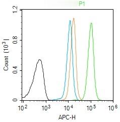 Anti-NEFH Polyclonal Antibody 2