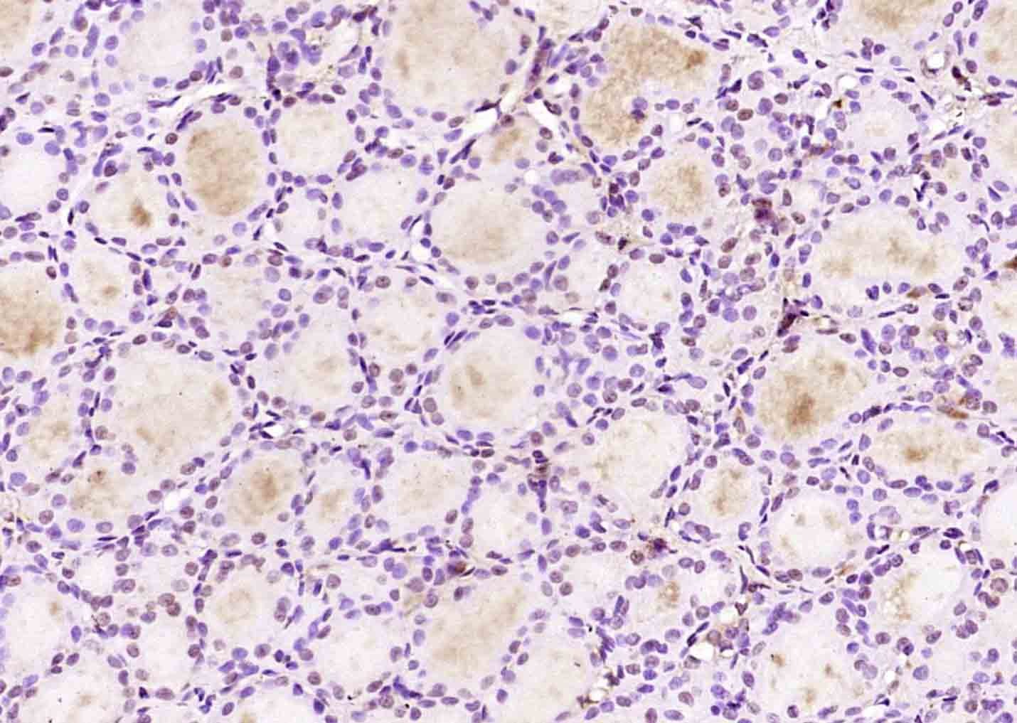 Anti-NEK7 Polyclonal Antibody